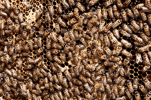insect collapse