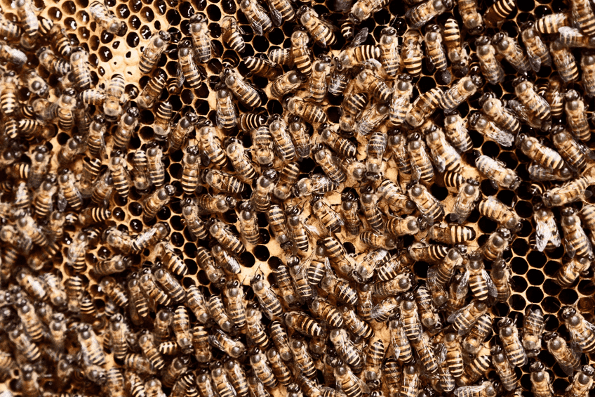 insect collapse